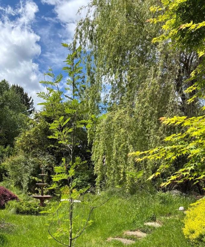 Naturnaher Garten mit hohem, ungemähtem Gras, junger Eberesche und Trauerweide