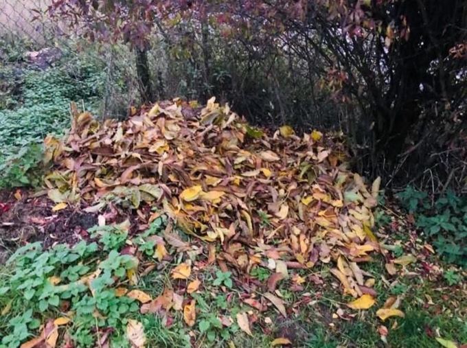 Großer Haufen aus Herbstlaub unter einer Hecke am Zaun, ringsum Efeu und Gras
