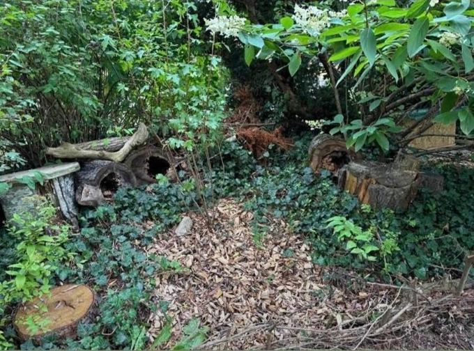 Wilde Gartenecke mit hohlen Baumstämmen, Totholz, Efeu und Rindenmulch im Schatten von Sträuchern