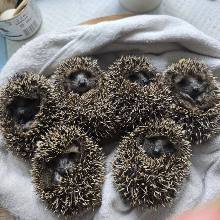 Sechs junge Igel liegen eng aneinandergerollt in einem weichen weißen Handtuch in der Pflegestelle