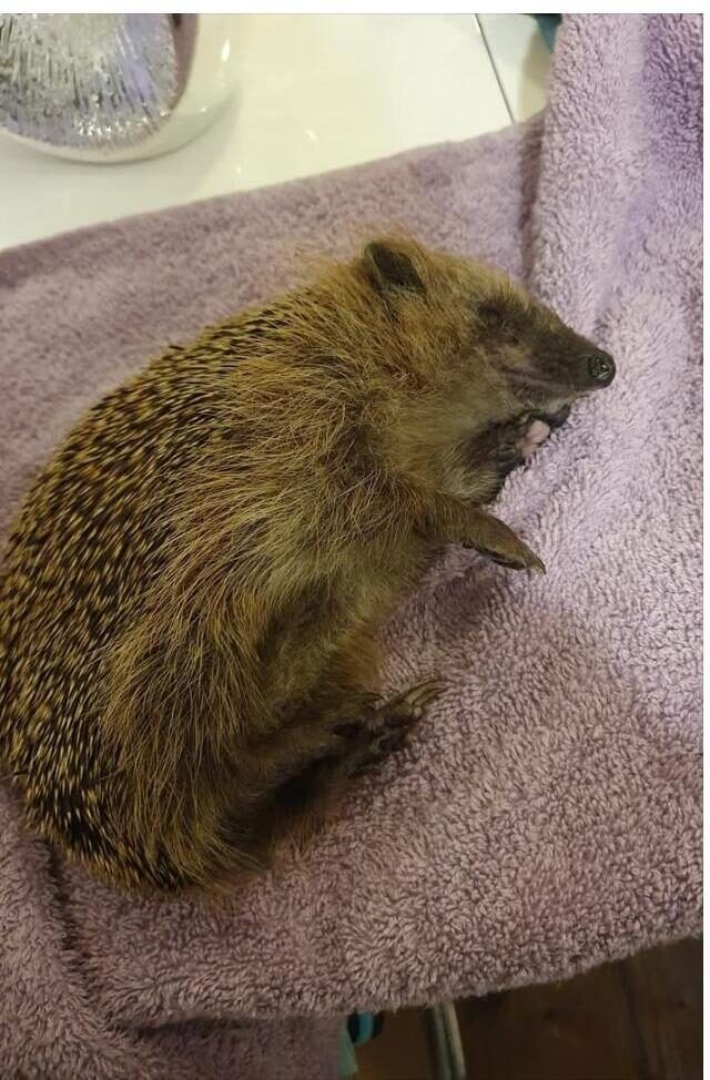 Ein stark abgemagerter Igel liegt kraftlos auf einem weichen Handtuch in der Pflegestelle