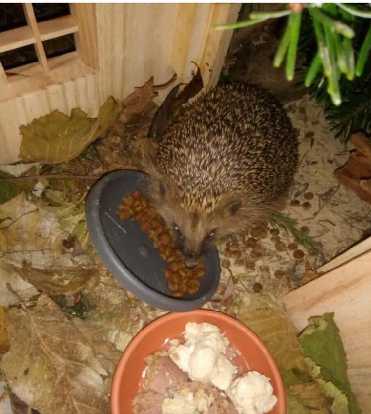 Der Igel Leo frisst an einem geschützten Futterplatz aus einer flachen Schale, daneben steht eine Schale mit Wasser