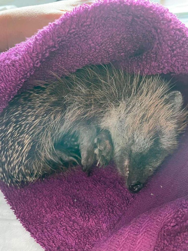 Der Igel Sugar liegt zusammengerollt und schlafend in einem weichen violetten Handtuch auf einer Hand