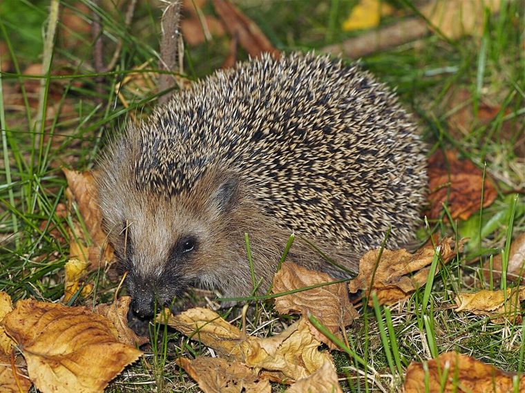 Symbolbild: Ein Igel sucht zwischen Gras und Herbstlaub nach Futter – genau dort, wo Motorsensen zur Gefahr werden