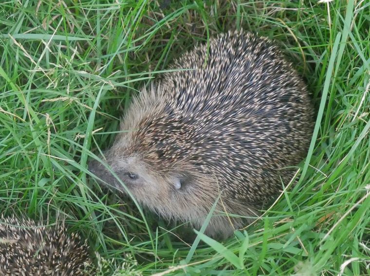 Symbolbild: Ein Igel sitzt im hohen Gras einer Wiese – genau dort, wo Motorsensen und Mähroboter zur Gefahr werden