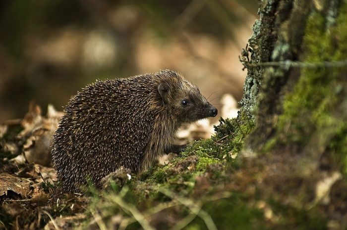 Ein Braunbrustigel steht am Fuß eines bemoosten Baumstamms im Laub des Waldbodens