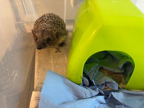 Ein Igel sitzt in seiner Pflegebox neben einem grünen Schlafhäuschen