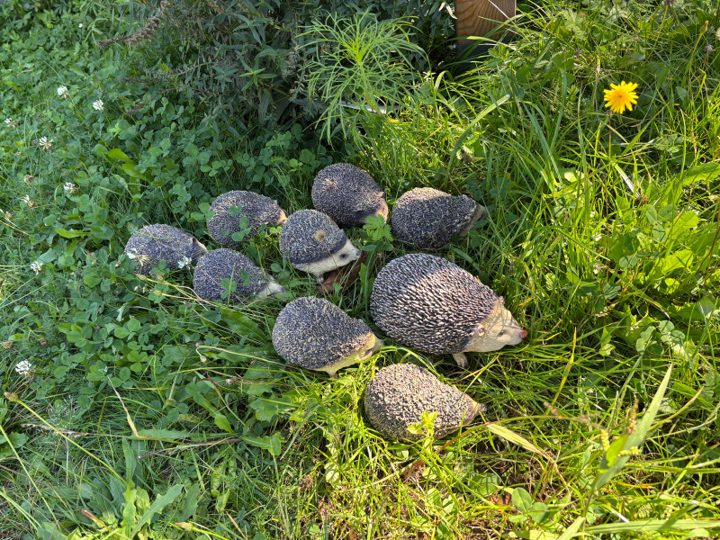 Zehn Igelfiguren im Gras des Lehrpfads: die große Igelmama mit roter Nase, umgeben von ihren acht Igelkindern