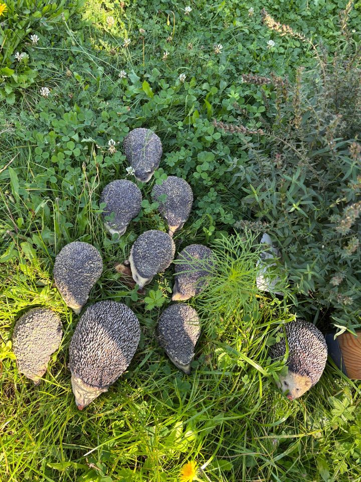 Igelfiguren zwischen Gras, Klee und Stauden am Rand des Lehrpfads – gut getarnte Versteckplätze