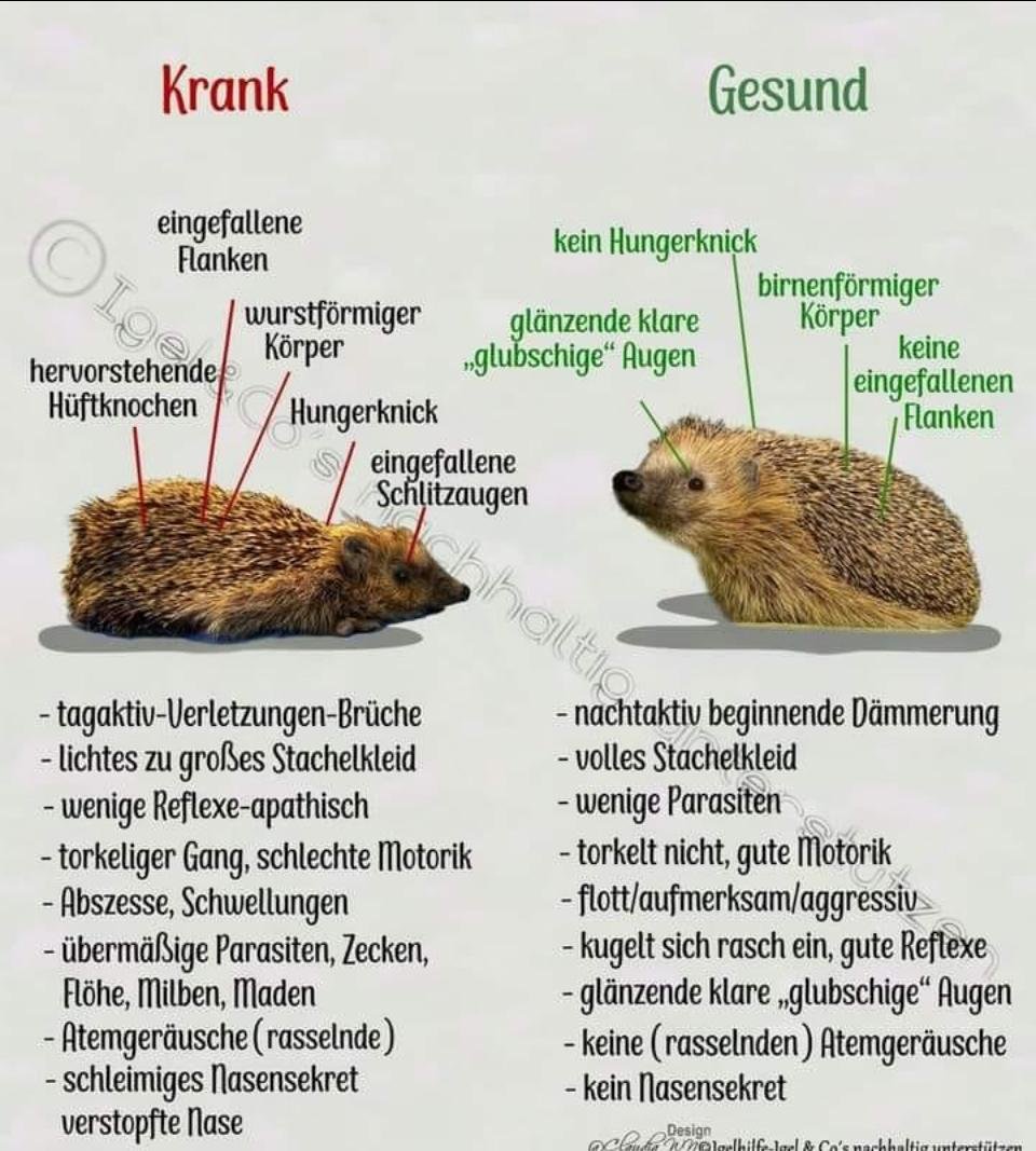 Vergleichstafel „Krank – Gesund“: links ein kranker Igel mit eingefallenen Flanken, hervorstehenden Hüftknochen, wurstförmigem Körper, Hungerknick und eingefallenen Schlitzaugen, rechts ein gesunder Igel mit birnenförmigem Körper, klaren Augen und ohne Hungerknick, dazu je eine Liste der wichtigsten Merkmale
