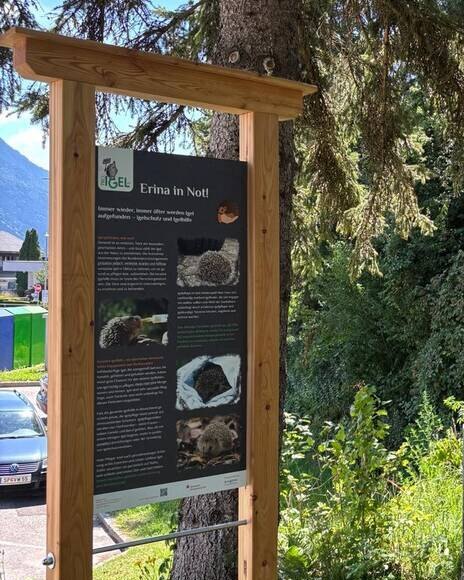 Lehrtafel „Erina in Not!“ in einem Holzrahmen am Lehrpfad: eine dunkle Tafel mit Fotos von Igeln und Erklärtexten, dahinter eine große Fichte