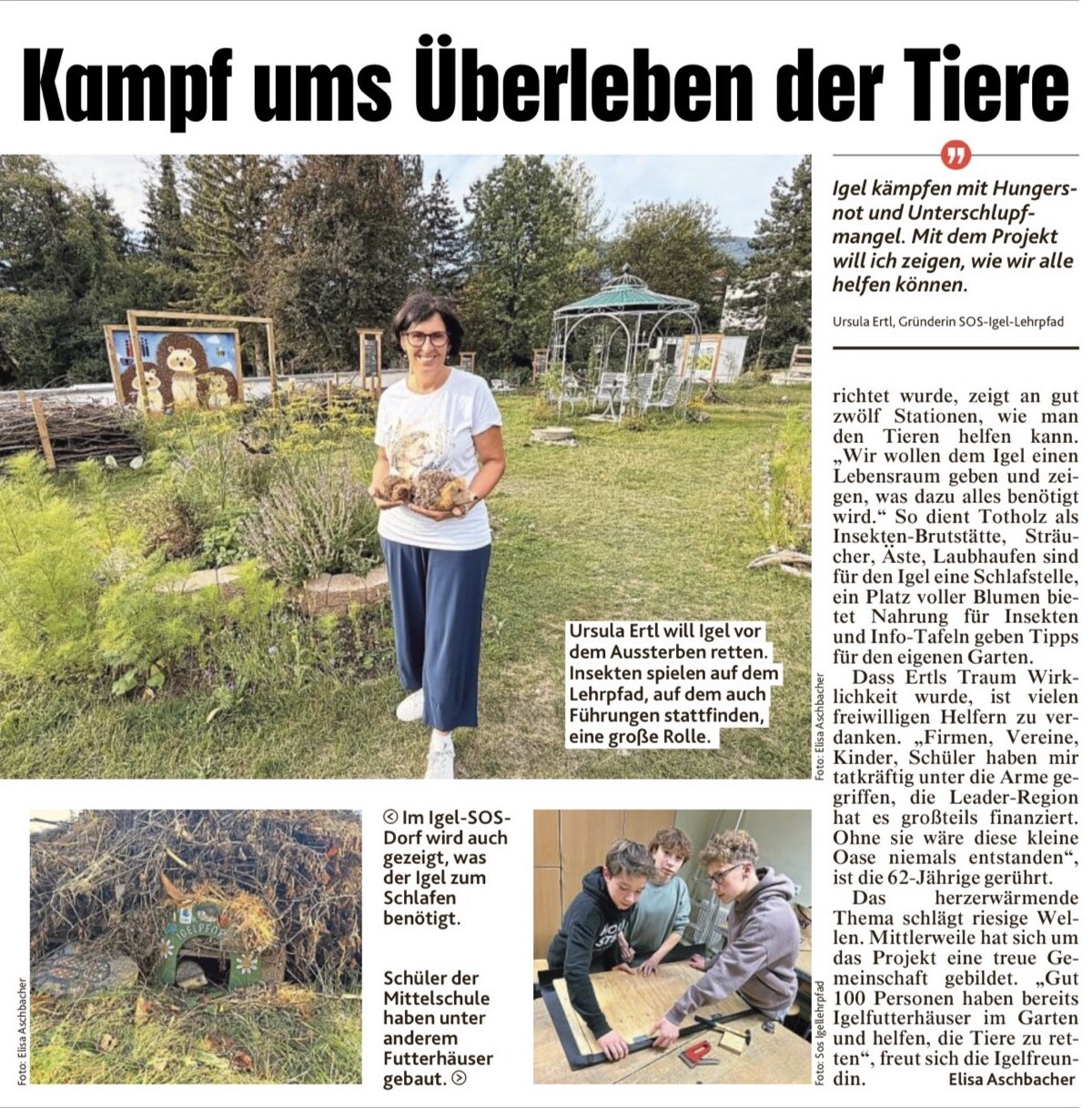 Zweite Berichtsseite der Kronen Zeitung vom 6. September 2026 mit der Schlagzeile „Kampf ums Überleben der Tiere“: großes Foto von Ursula Ertl, die mit Igeln in den Händen auf dem Lehrpfad steht, ihr Zitat, ein Foto des Igel-Schlafplatzes aus Totholz und Schüler der Mittelschule beim Bau von Futterhäusern.