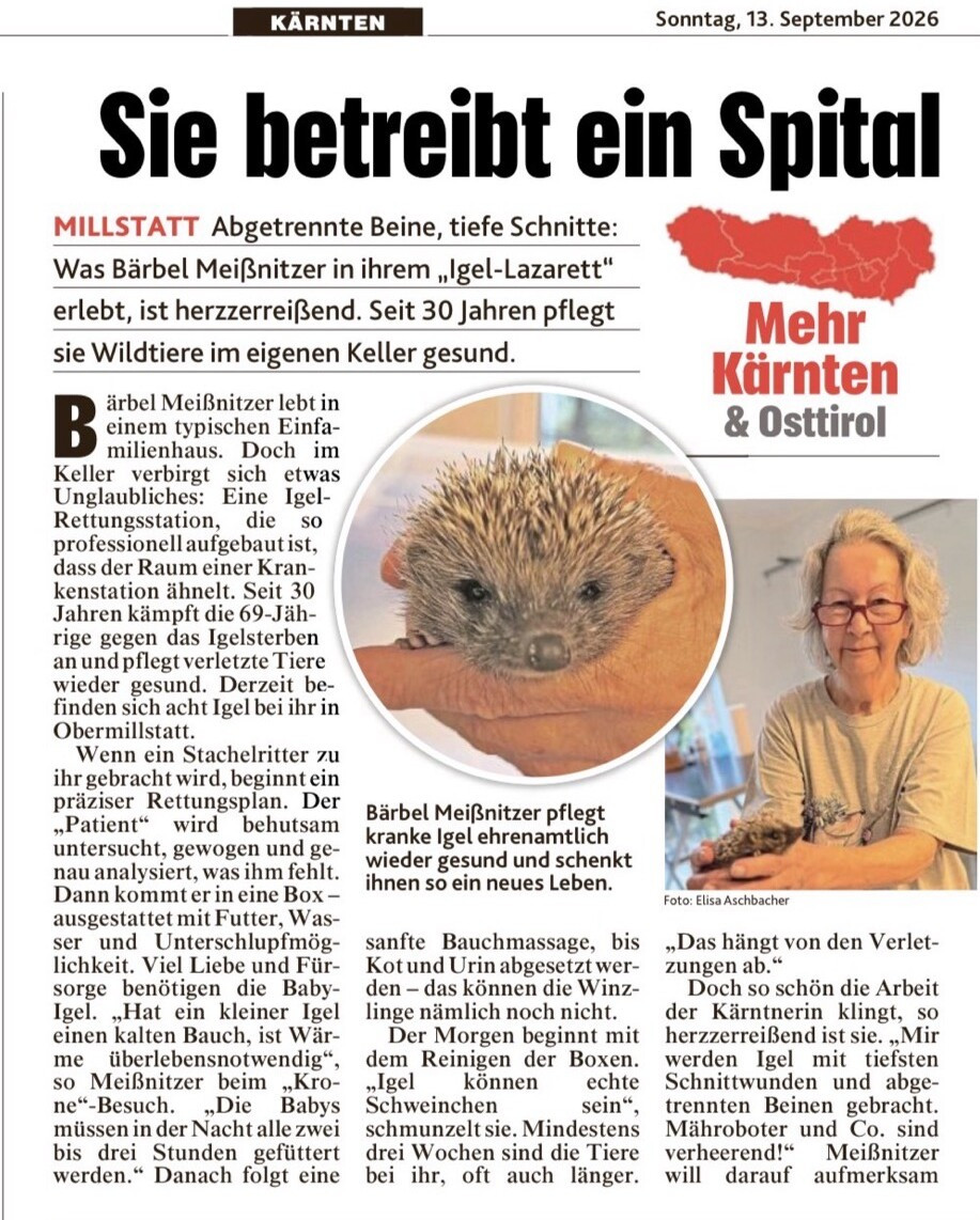 Erste Berichtsseite der Kronen Zeitung vom 13. September 2026 mit der Schlagzeile „Sie betreibt ein Spital“ und dem Vorspann aus Millstatt: Was Bärbel Meißnitzer in ihrem Igel-Lazarett erlebt, ist herzzerreißend – seit 30 Jahren pflegt sie Wildtiere im eigenen Keller gesund. Der Text beschreibt die Rettungsstation im Keller, den genauen Rettungsplan für jeden Patienten und die Pflege der Babyigel. Dazu ein Foto eines Igels in der Hand und ein Foto von Bärbel Meißnitzer mit einem Igel.