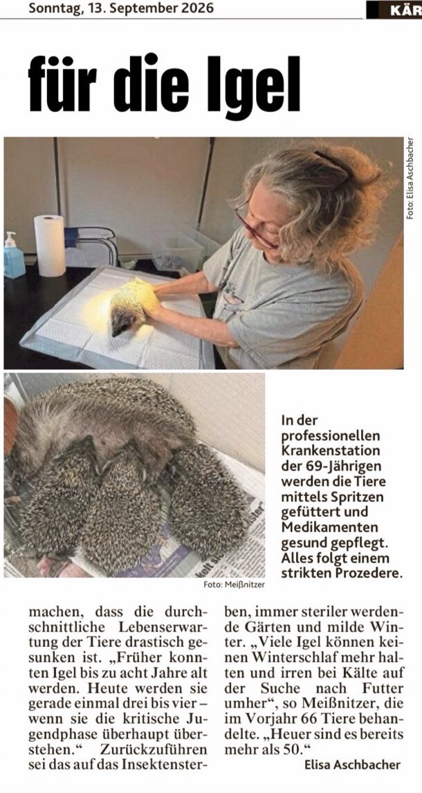 Zweite Berichtsseite der Kronen Zeitung vom 13. September 2026 mit dem Schlagzeilenteil „für die Igel“: Fotos aus der Krankenstation zeigen Bärbel Meißnitzer bei der Versorgung eines Igels und mehrere Igel in einer Box. Der Text erklärt, dass die Lebenserwartung der Tiere von acht auf drei bis vier Jahre gesunken ist, und nennt Insektensterben, sterile Gärten und milde Winter als Ursachen. Im Vorjahr hat sie 66 Tiere behandelt, heuer sind es bereits mehr als 50.