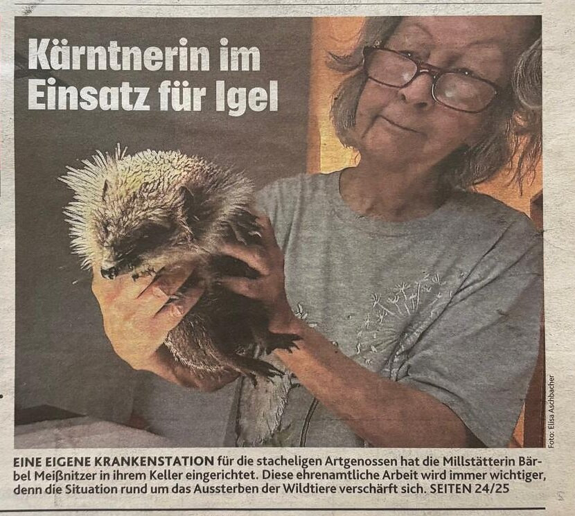 Bild von der Titelseite der Kronen Zeitung vom 13. September 2026 mit der Zeile „Kärntnerin im Einsatz für Igel“: Bärbel Meißnitzer hält einen Igel in den Händen. Die Bildunterschrift erklärt, dass die Millstätterin in ihrem Keller eine eigene Krankenstation für die stacheligen Artgenossen eingerichtet hat und dass diese ehrenamtliche Arbeit immer wichtiger wird, weil sich die Situation rund um das Aussterben der Wildtiere verschärft.