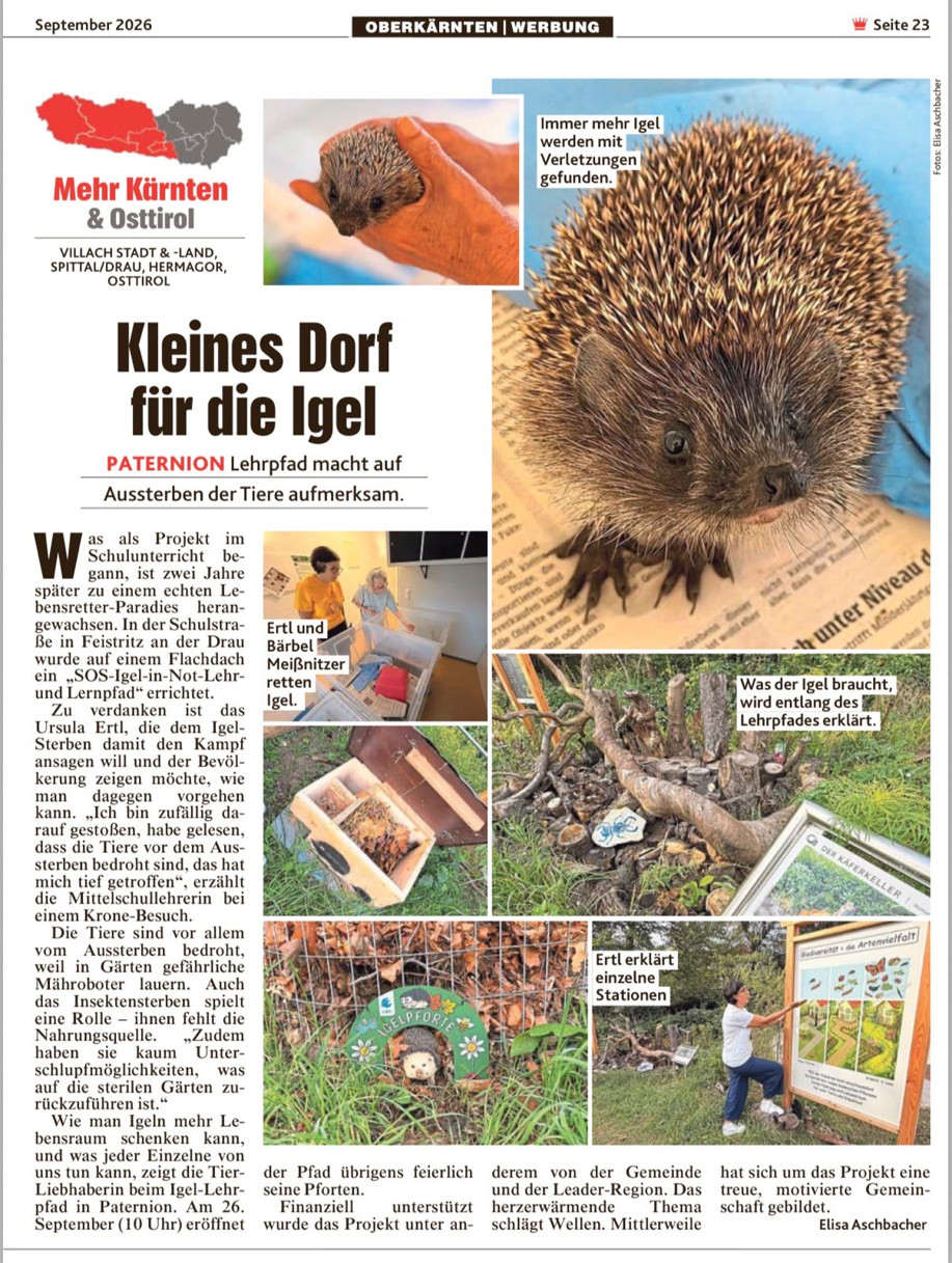 Zeitungsseite der Kronen Zeitung, Beilage „Mehr Kärnten & Osttirol“, September 2026, mit der Schlagzeile „Kleines Dorf für die Igel“ und dem Untertitel „Paternion: Lehrpfad macht auf Aussterben der Tiere aufmerksam“. Der Text erzählt, wie Ursula Ertl aus einem Schulprojekt den SOS-Igel-in-Not-Lehr- und Lernpfad auf einem Flachdach in der Schulstraße in Feistritz an der Drau gemacht hat, nennt Mähroboter, Insektensterben und sterile Gärten als Gefahren und kündigt die Eröffnung am 26. September um 10 Uhr an. Fotos zeigen einen Igel in Nahaufnahme, Ertl und Bärbel Meißnitzer bei den Pflegeboxen, ein Igelhaus, den Käferkeller, die Igelpforte und Ursula Ertl bei einer Infotafel.