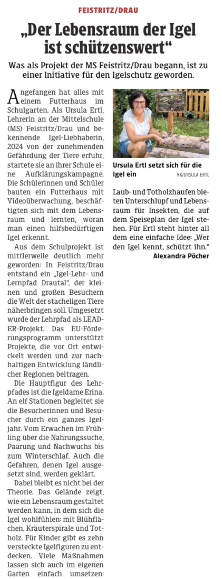 Zeitungsausschnitt mit der Ortsmarke Feistritz/Drau und der Schlagzeile „Der Lebensraum der Igel ist schützenswert“: Was als Projekt der MS Feistritz/Drau begann, ist zu einer Initiative für den Igelschutz geworden. Der Text erzählt, wie Ursula Ertl 2024 von der Gefährdung der Igel erfuhr und an ihrer Schule eine Aufklärungskampagne startete, wie die Schülerinnen und Schüler ein Futterhaus mit Videoüberwachung bauten und wie daraus der als LEADER-Projekt umgesetzte Igel-Lehr- und Lernpfad Drautal wurde, auf dem die Igeldame Erina an elf Stationen durch ein ganzes Igeljahr führt. Beschrieben werden außerdem Blühflächen, Kräuterspirale und Totholz, zehn versteckte Igelfiguren für Kinder sowie Laub- und Totholzhaufen als Unterschlupf. Dazu ein Foto von Ursula Ertl, die vor einer Infotafel des Lehrpfades kniet, mit der Bildunterschrift „Ursula Ertl setzt sich für die Igel ein“.