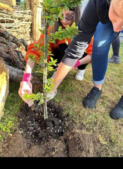 Zwei Helferinnen setzen mit Gartenhandschuhen einen jungen heimischen Strauch in ein frisch ausgehobenes Pflanzloch neben einer Totholzhecke