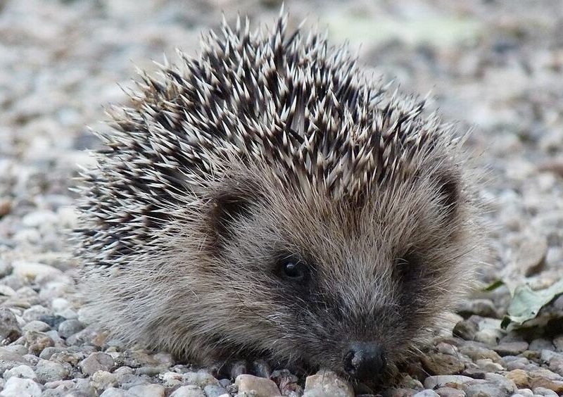 Symbolbild: Ein Igel läuft am helllichten Tag über einen Schotterweg