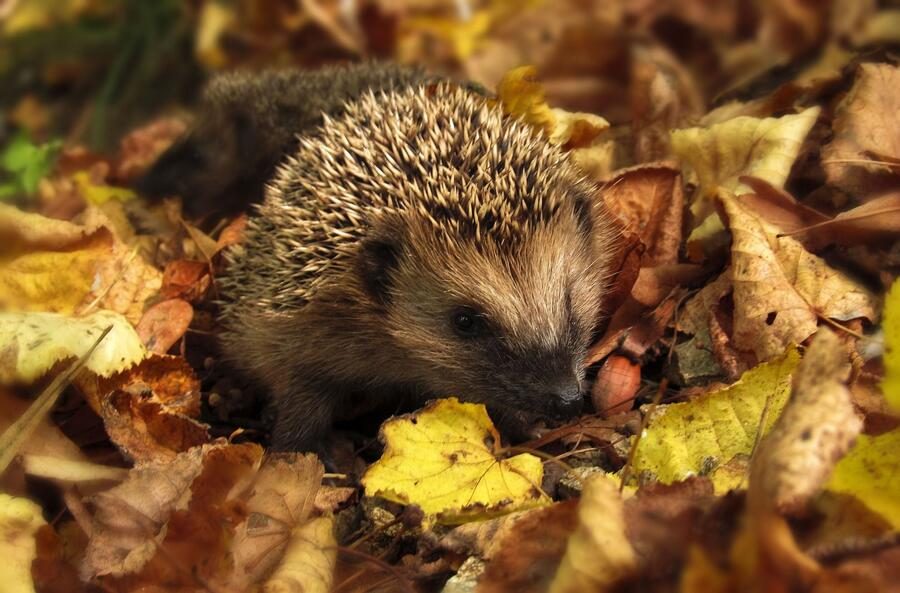 Naturgarten im Winter mit liegen gelassenem Laub, Totholzstämmen und abgeblühten heimischen Stauden als Igel-Lebensraum
