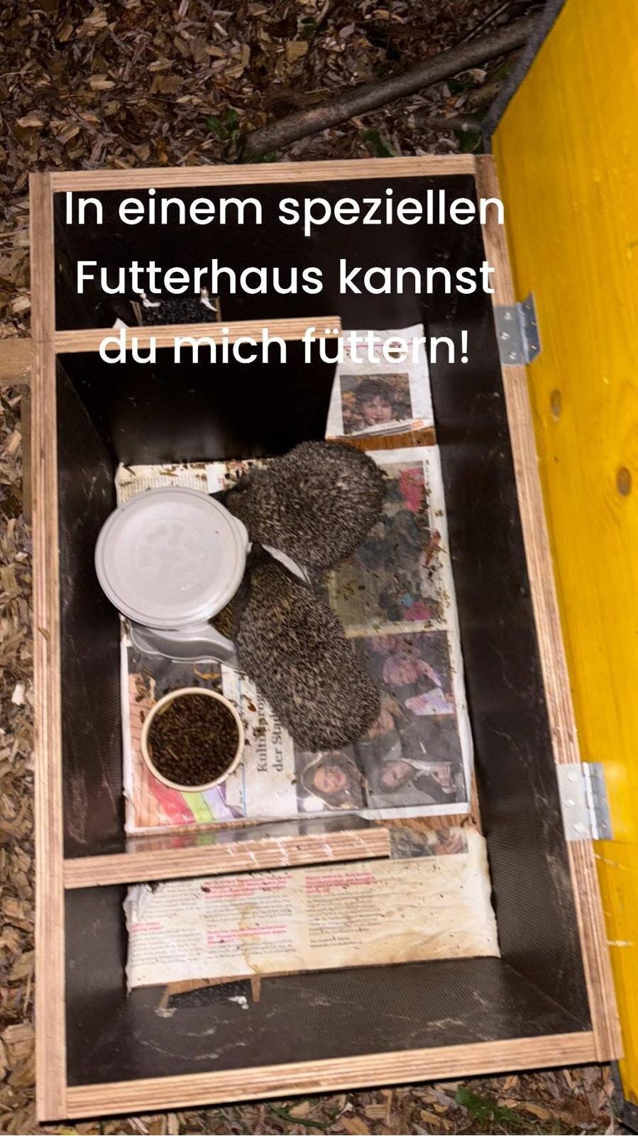 Igel in einem geschützten Futterhaus mit Wasser und Futterschale