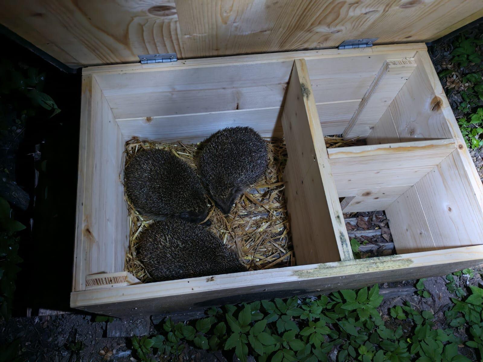 Mehrere Igel in einem geöffneten Schlafhaus aus Holz